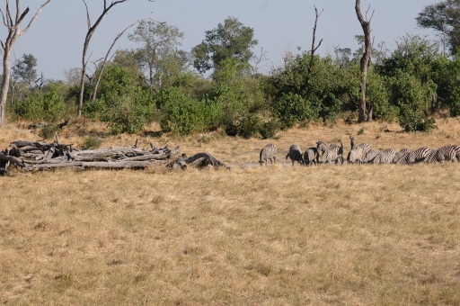 Zebra at Savuti hide 